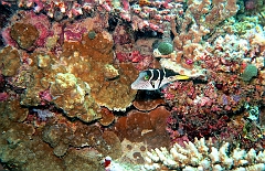 IMG_0887rf_Maldives_Madoogali_Plongee 9_House reef north_Poissons ballon a selles_Canthigaster valentini